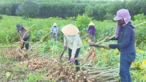 Tuyên Hóa: Nông dân được mùa sắn