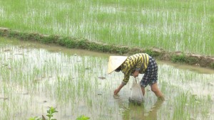 Tích cực phòng trừ sâu bệnh hại lúa