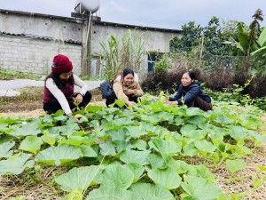 Tuyên Hóa chuẩn bị rau màu phục vụ thị trường Tết Nguyên đán