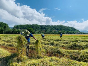 Tuyên Hóa: Thu hoạch lúa hè thu giúp người dân trong vùng cách ly