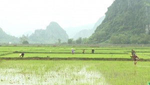 Nông dân Tuyên Hóa chủ động phòng trừ sâu bệnh hại lúa