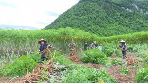 Nông dân Tuyên Hóa bước vào mùa thu hoạch sắn