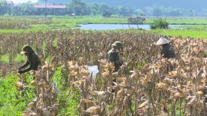 Nông dân Tuyên Hóa thu hoạch ngô vụ Đông Xuân