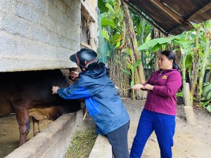 Tuyên Hóa tích cực triển khai tiêm phòng cho đàn vật nuôi