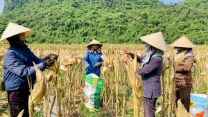 Nông dân huyện Tuyên Hóa vào vụ thu hoạch ngô