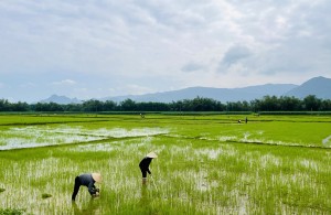 Nông dân huyện Tuyên Hóa tập trung chăm sóc cây trồng vụ Đông xuân