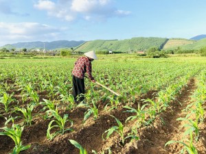 Nông dân Tuyên Hóa tập trung chăm sóc cây ngô vụ Đông xuân 2023– 2024