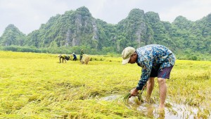 Tuyên Hóa: Gần 100 ha lúa Đông xuân bị ảnh hưởng do mưa lớn