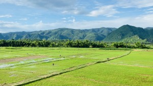 Nông dân Tuyên Hóa tích cực chăm sóc cây lúa hè thu năm 2024