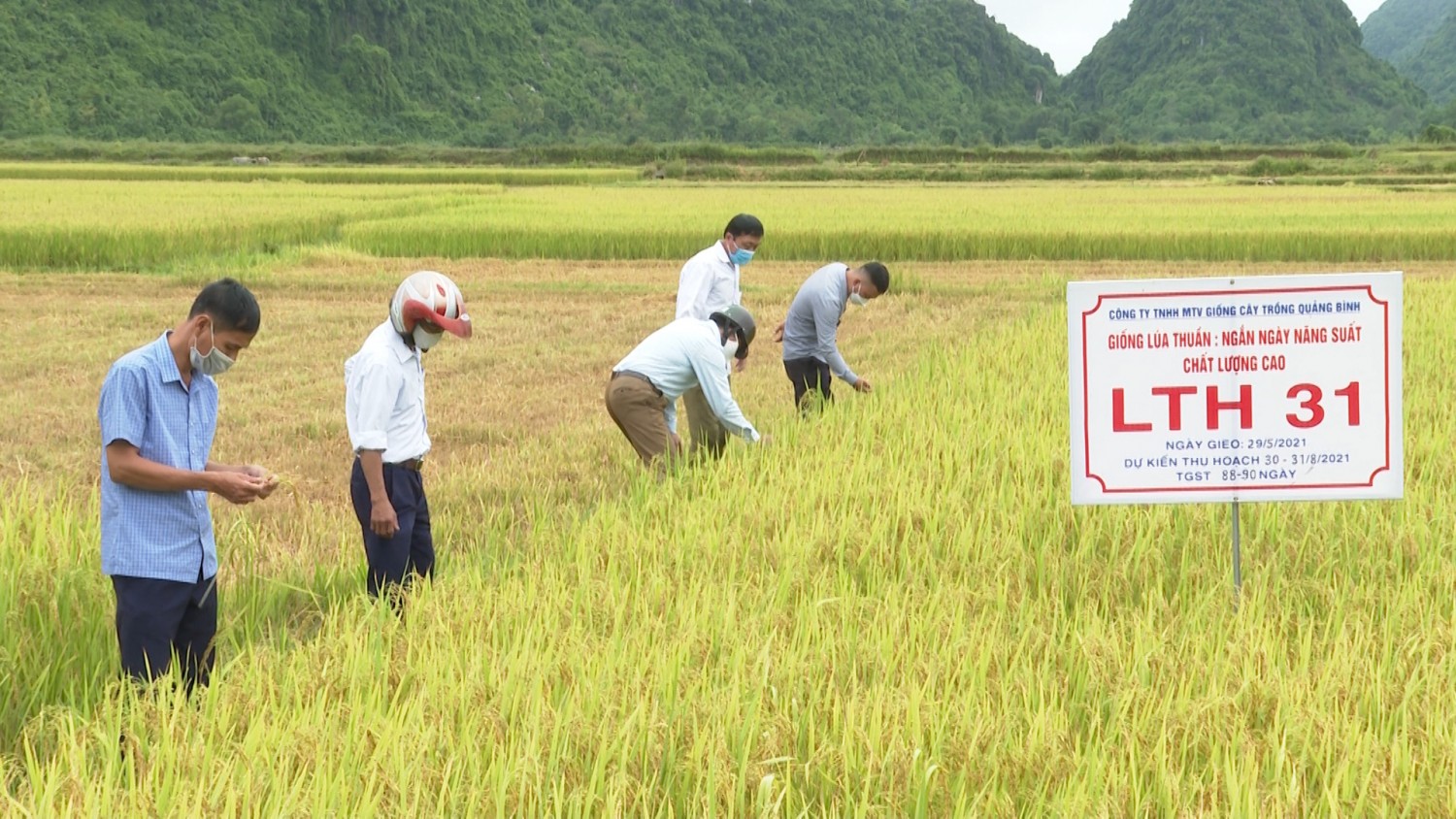 Tổ chức thăm đồng đánh giá giống lúa mới QC03 và LTH31 tại xã Thạch Hóa