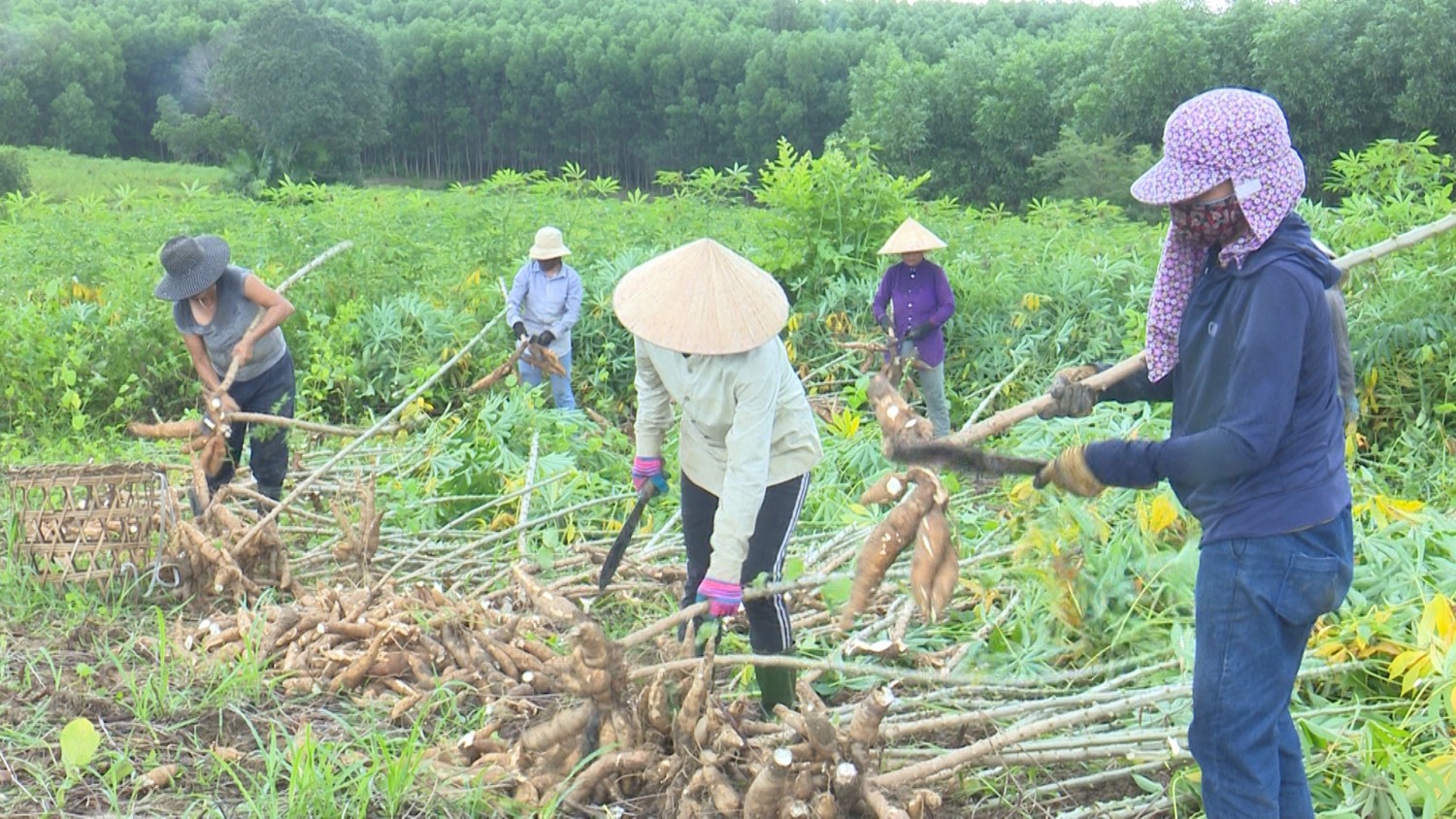 Tuyên Hóa: Nông dân được mùa sắn