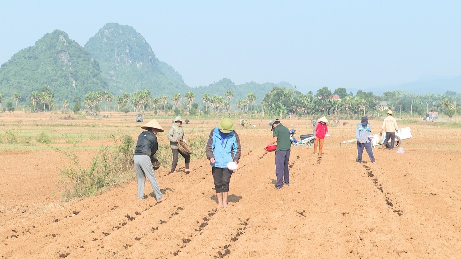 Tuyên Hóa: Xuống giống gần 1000 hecta ngô vụ Đông Xuân 2021 - 2022