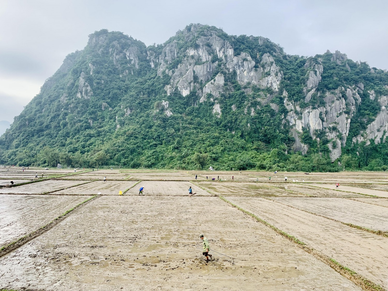 Nông dân huyện Tuyên Hóa tích cực xuống giống lúa vụ Đông xuân