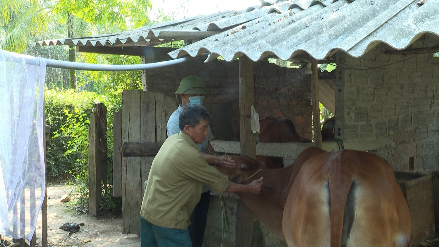 Tuyên Hóa: Tăng cường phòng chống dịch bệnh cho đàn vật nuôi