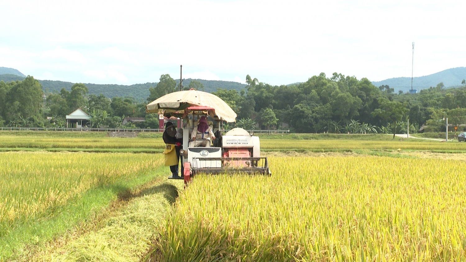 Tuyên Hóa: Năng suất nhiều loại cây trồng vụ Đông Xuân năm 2021 - 2022 vượt kế hoạch đề ra