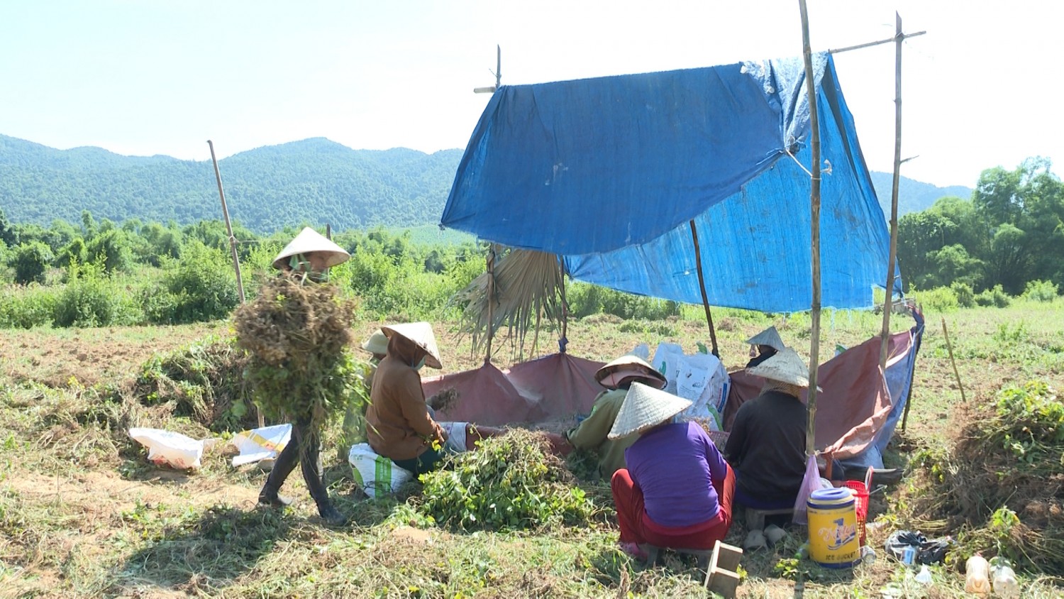 Hiệu quả từ sản xuất chuyên canh lạc ở Cao Quảng