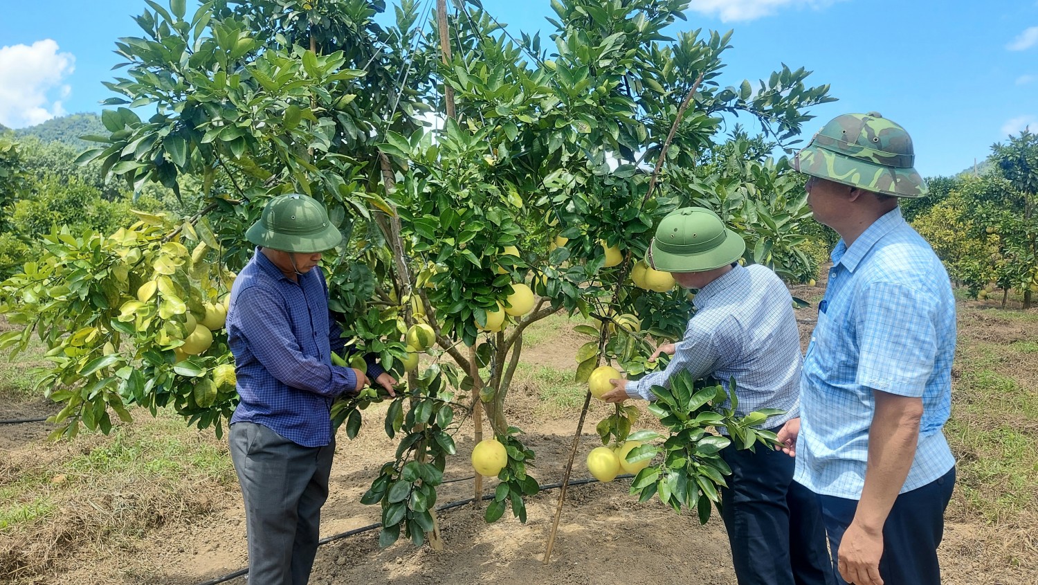 Tuyên Hóa: Phát triển cây ăn quả mang lại giá trị kinh tế cao