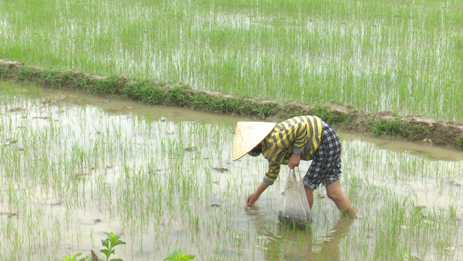 Tích cực phòng trừ sâu bệnh hại lúa