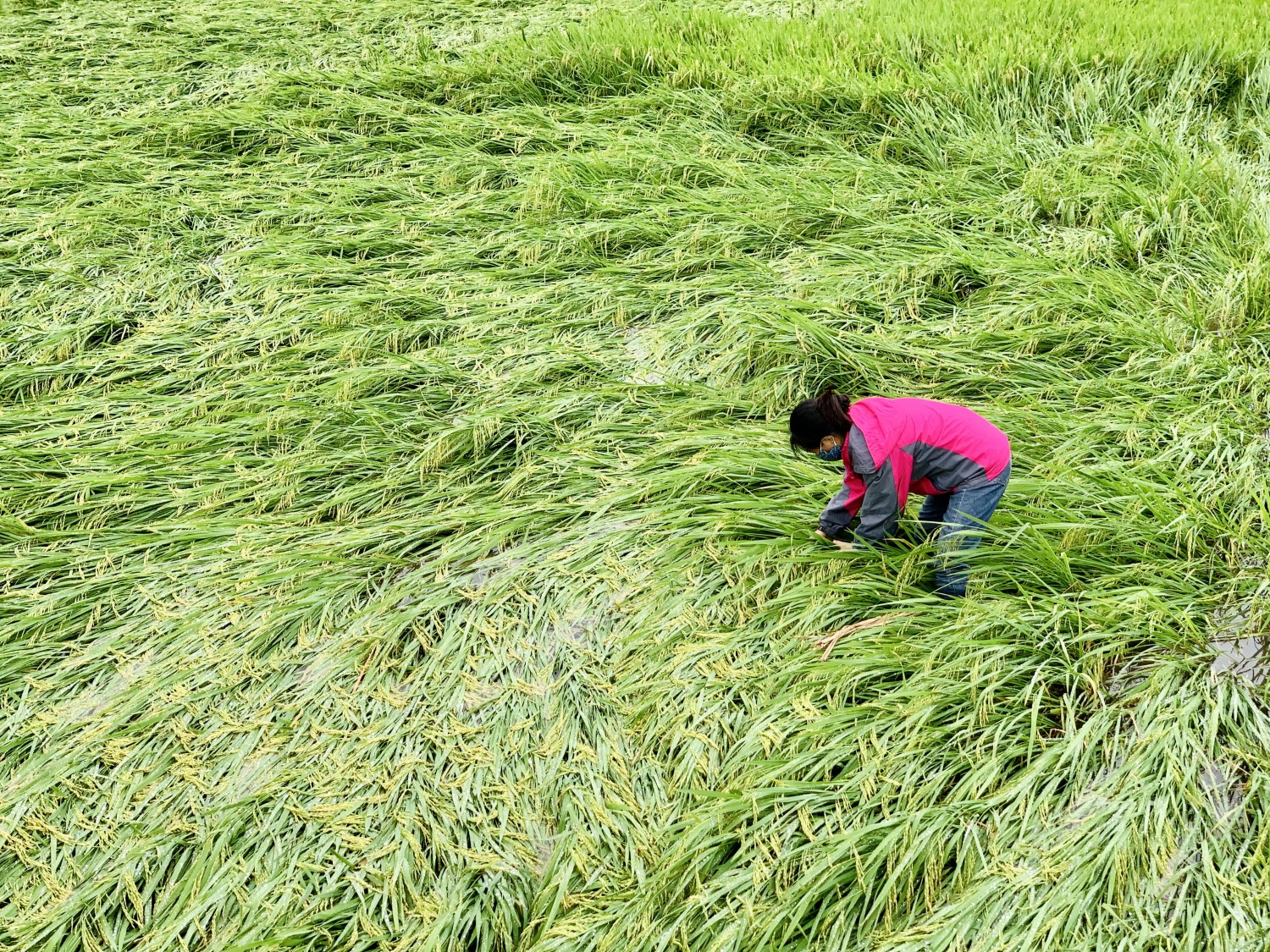 Tuyên Hóa: Gần 150 ha lúa bị ngã đổ, ngập úng do mưa lớn