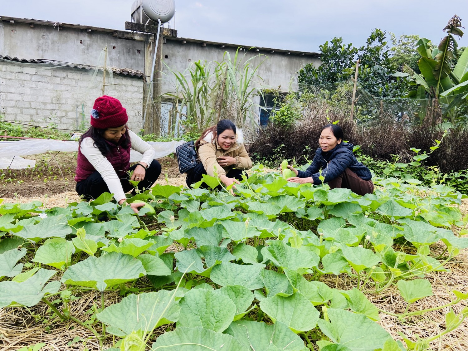 Tuyên Hóa chuẩn bị rau màu phục vụ thị trường Tết Nguyên đán