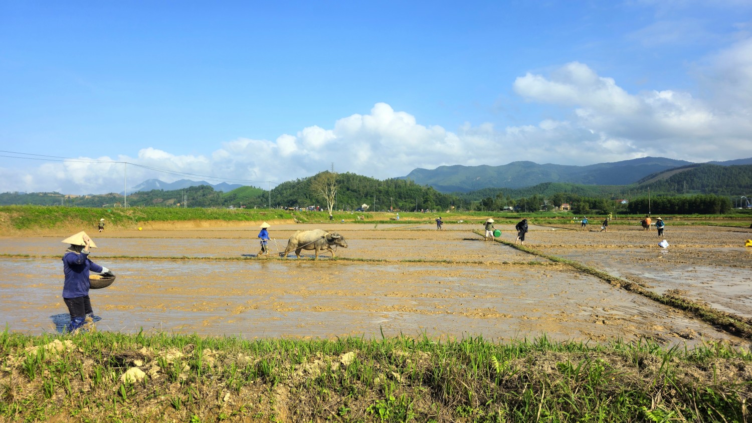 Nông dân huyện Tuyên Hóa tích cực xuống giống lúa vụ Đông xuân