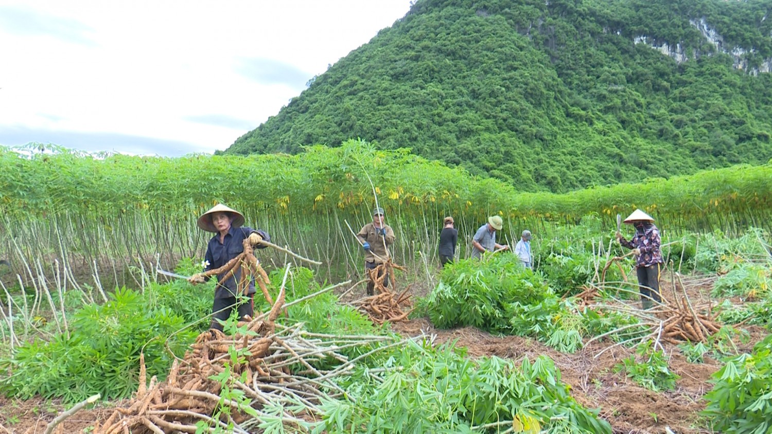 Nông dân Tuyên Hóa bước vào mùa thu hoạch sắn