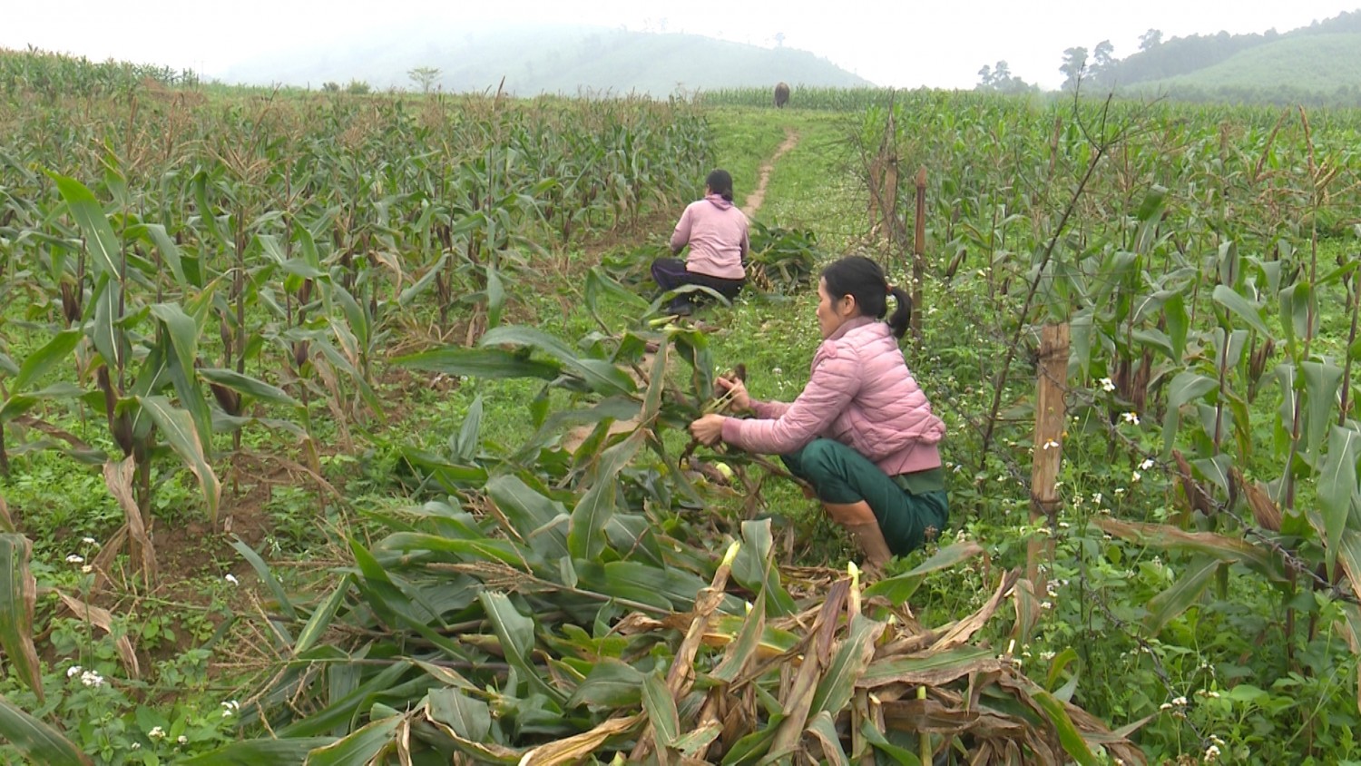 Nông dân Tuyên Hóa thu hoạch ngô nếp Đông xuân