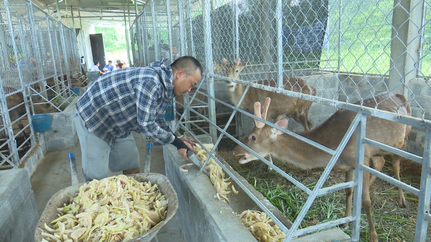 Tuyên Hoá: Triển vọng từ mô hình nuôi hươu lấy nhung