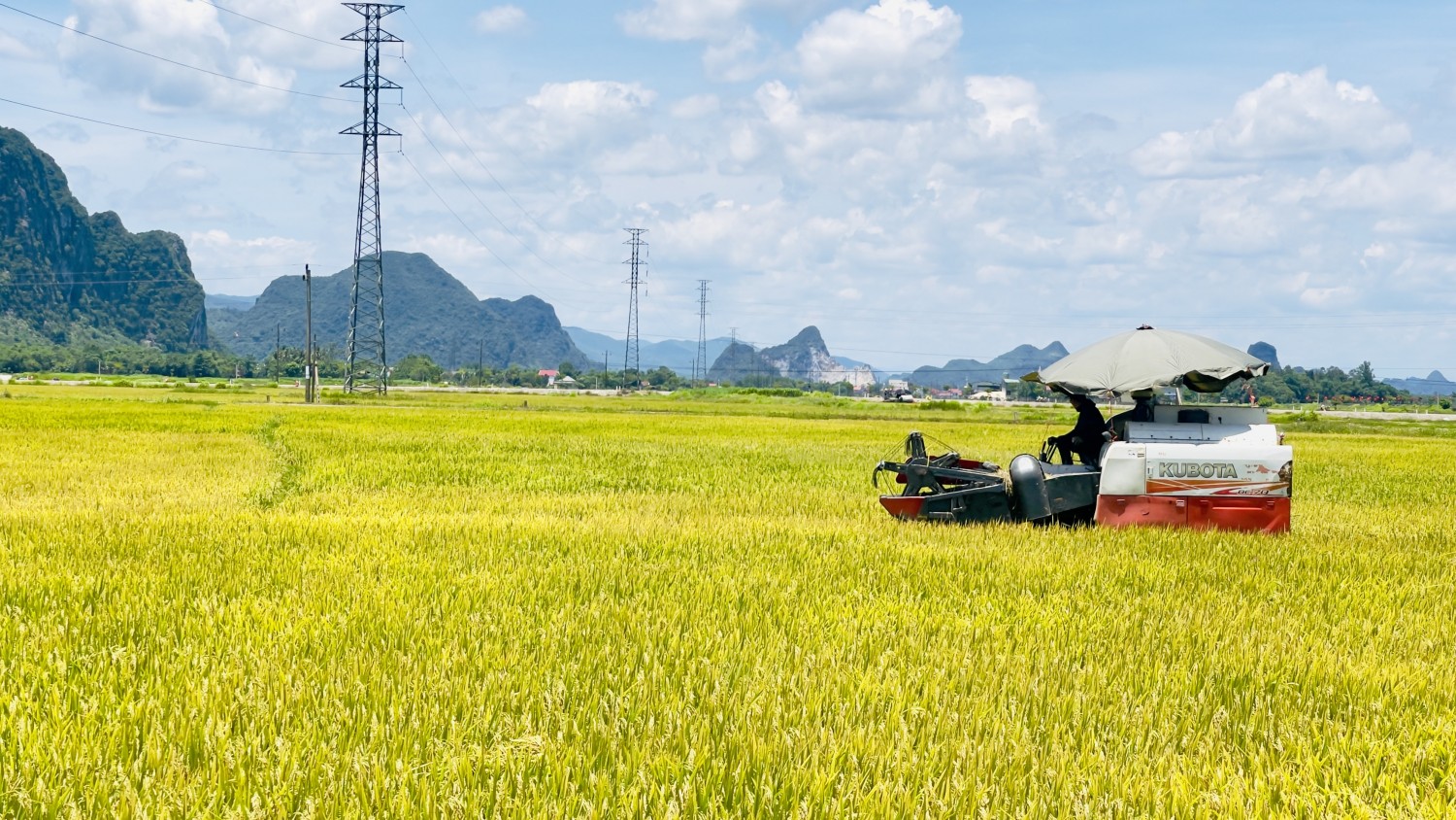 Tuyên Hoá: Sản lượng lúa vụ Hè thu đạt hơn 6.000 tấn