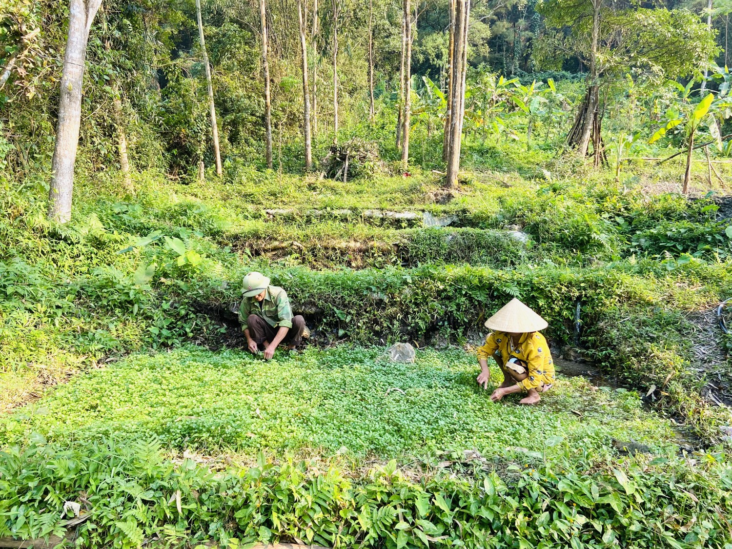 Cải Xoong Phong Hóa