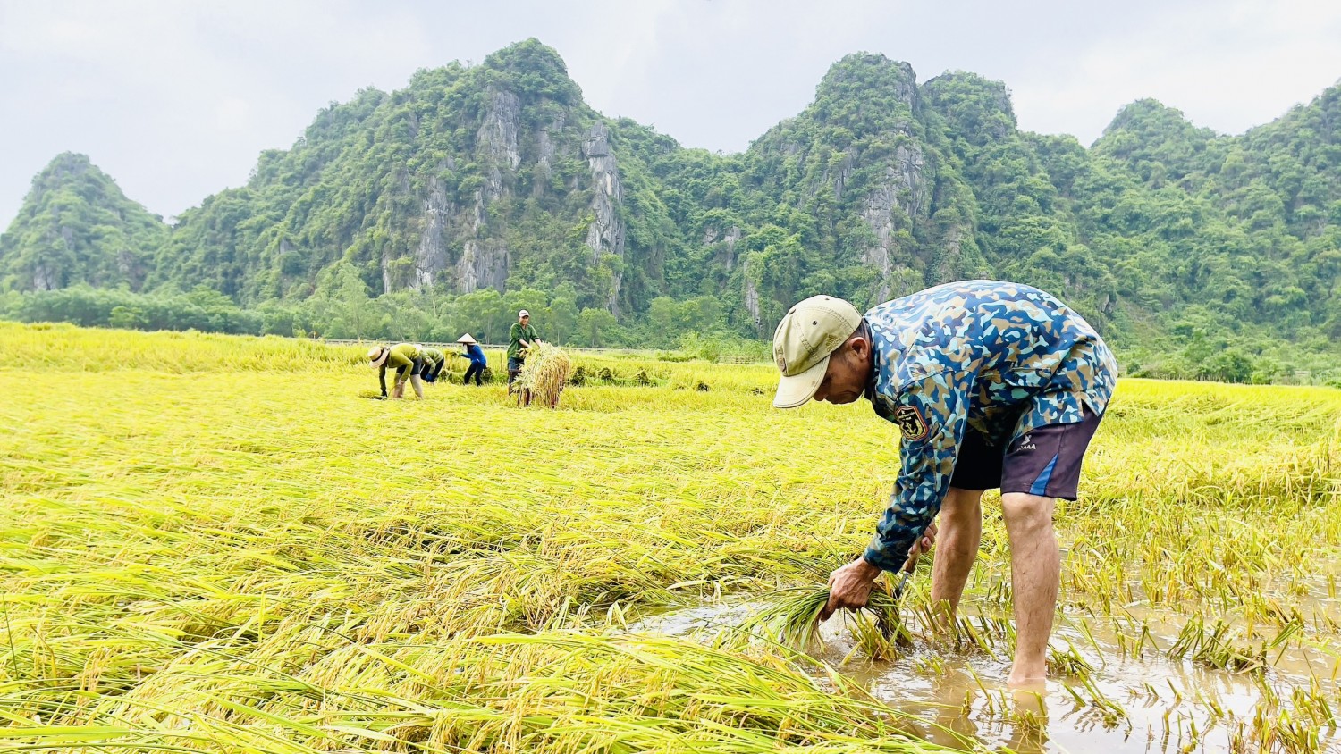 Tuyên Hóa: Gần 100 ha lúa Đông xuân bị ảnh hưởng do mưa lớn