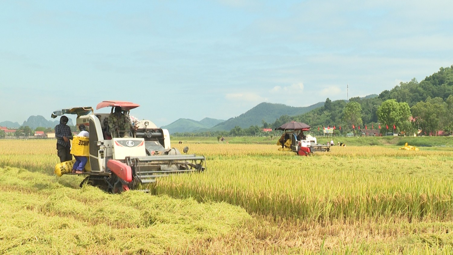 Nông dân Tuyên Hóa tích cực thu hoạch lúa vụ Đông Xuân