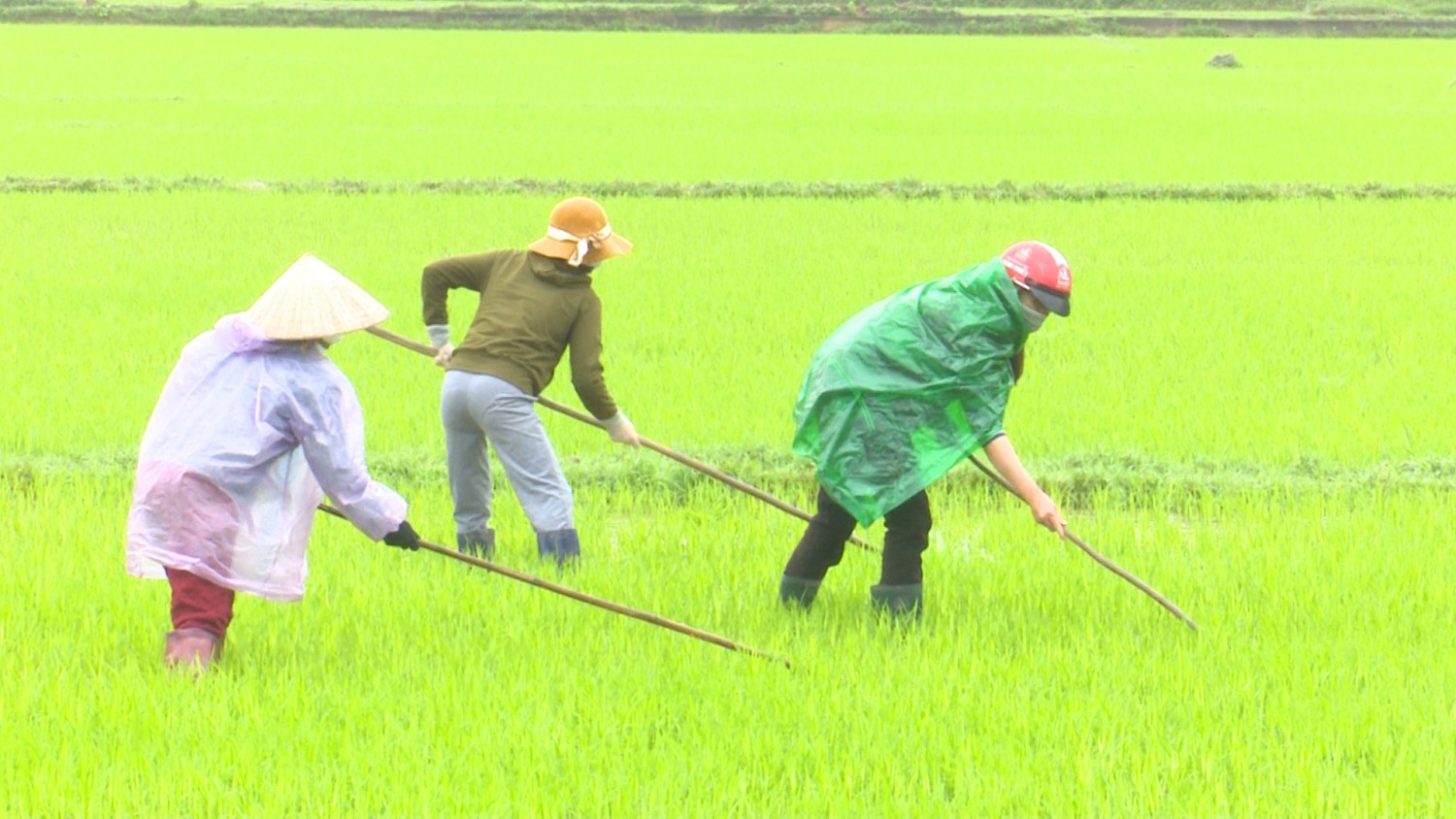 Tuyên Hóa: Tích cực chăm sóc cây trồng vụ Đông Xuân