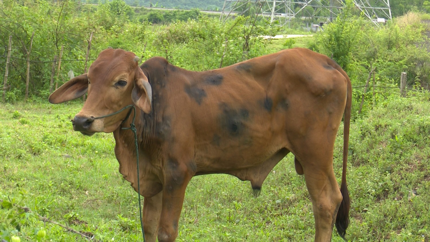 Xuất hiện bệnh viêm da nổi cục trên trâu, bò tại xã Văn Hóa